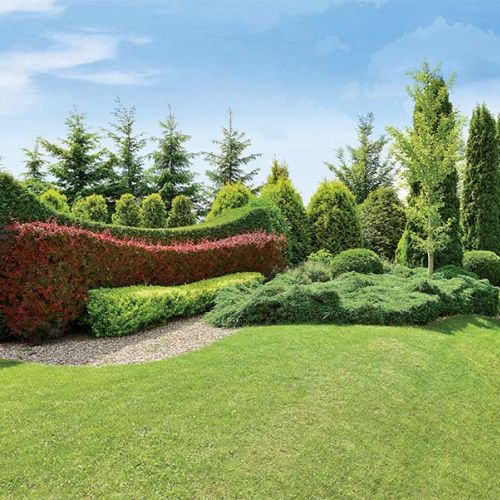 Trzykolorowy żywopłot. Najwyżej - tuja kolumnowa, niżej berberys purpurowy i aurea.