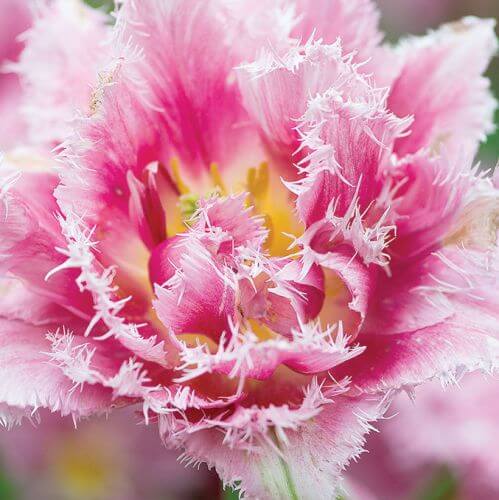 Tulipany w ogrodzie – jak je uprawiać i co z nimi sadzić