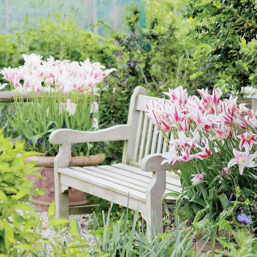 Tulipany liliowe ‘Marilyn’. Tulipany w ogrodzie – jak je uprawiać i co z nimi sadzić