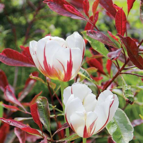 Tulipany Rembrandta ‘Sorbet’ z głogownikiem