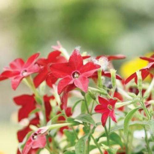 Tytoń – używka i ozdoba ogrodu