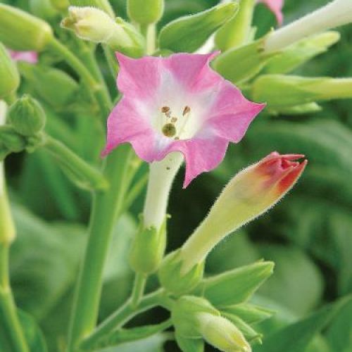 Tytoń – używka i ozdoba ogrodu