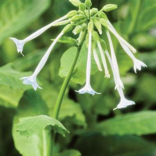 Tytoń – używka i ozdoba ogrodu