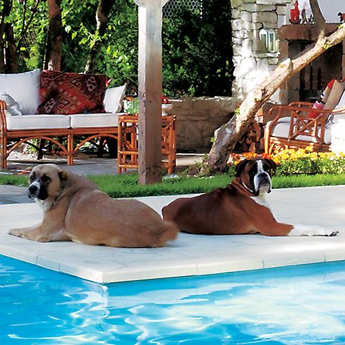 Ulubieńcy właścicieli uwielbiają przesiadywać w ogrodzie.