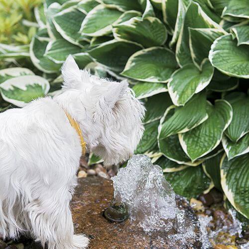 W ogrodzie rosną m.in. begonie, petunie, bluszcze.