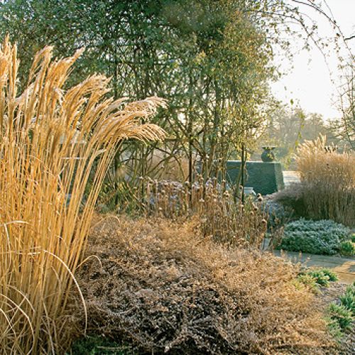 W ogrodzie znajdziemy dwie odmiany trzmieliny Fortune a.