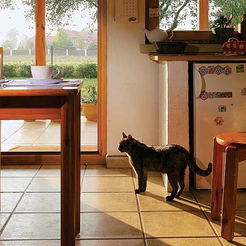 W tym domu koty nie tylko pozują do obrazów.