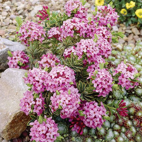Wawrzynek wilczełyko to krzew obsypany różowymi kwiatami, które bardzo intensywnie pachną. Jak go uprawiać?