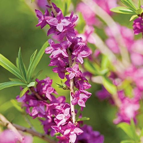 Wawrzynek wilczełyko to krzew obsypany różowymi kwiatami, które bardzo intensywnie pachną. Jak go uprawiać?