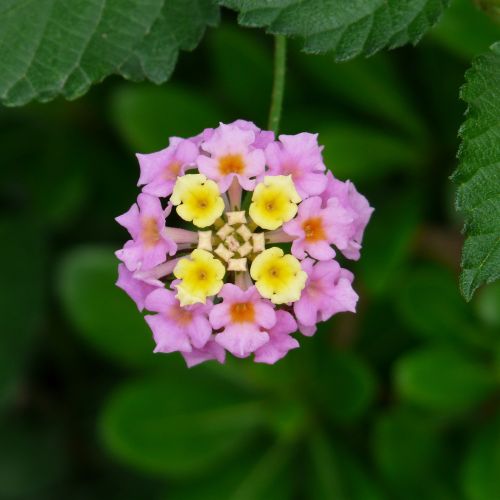 Werbena - doskonała na balkon i do ogrodu