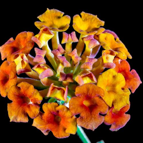 Werbena - doskonała na balkon i do ogrodu