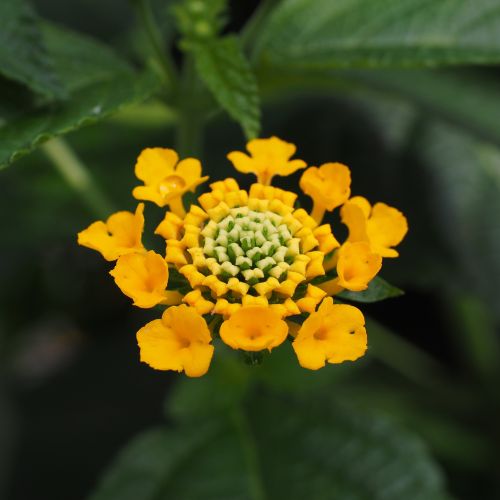 Werbena - doskonała na balkon i do ogrodu