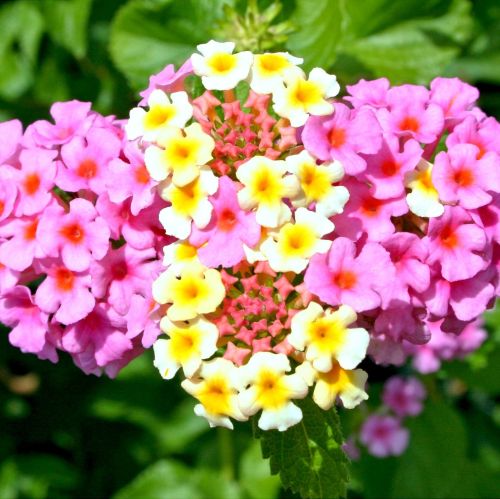 Werbena - doskonała na balkon i do ogrodu