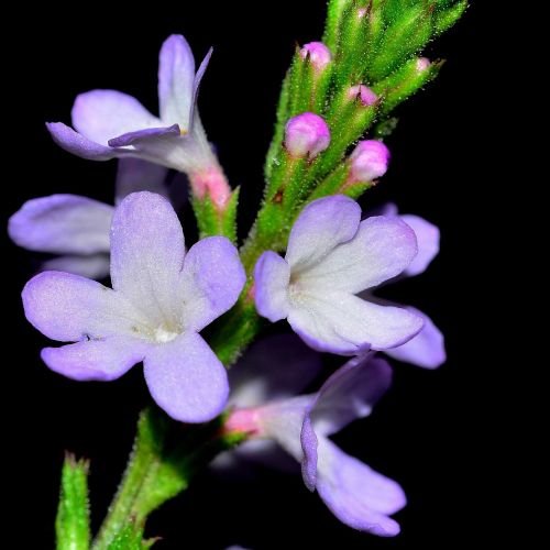 Werbena - doskonała na balkon i do ogrodu