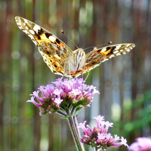 Werbena - doskonała na balkon i do ogrodu