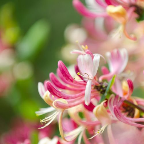 wiciokrzew kwiaty różowe