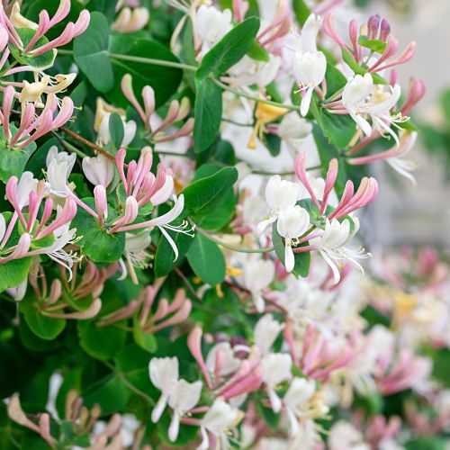 Wiciokrzew – pachnące pnącze, które wabi owady