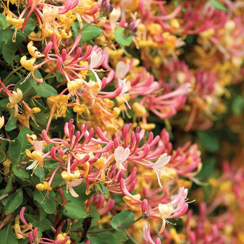 Wiciokrzew Pomorski. Czas na pnącza