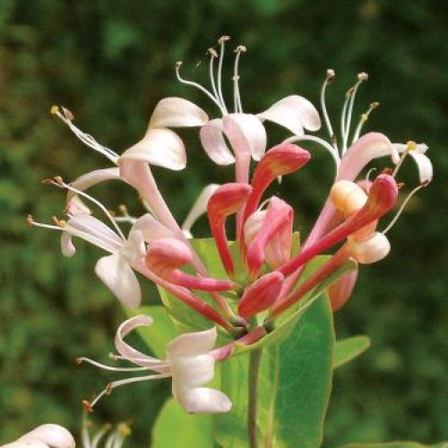 kiedy kwitnie wiciokrzew