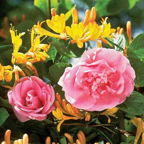 Wiciokrzew – jak go uprawiać w ogrodzie