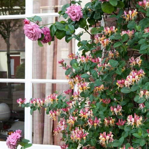 wiciokrzew w ogrodzie