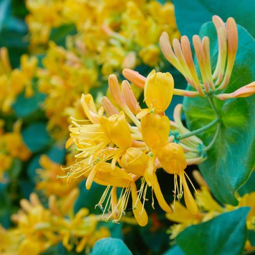 wiciokrzew kwiaty żółte