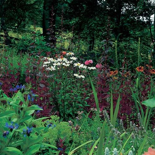 Wielobarwna rabata kwiatowa z rozchodnikiem, czyśćcem wełnistym, pomarańczową różą Westerland , białym złocieniem