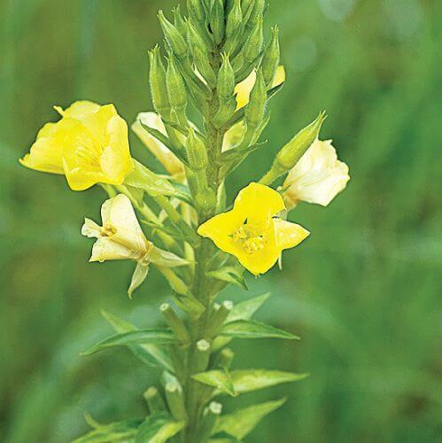 Jak uprawiać wiesiołek?