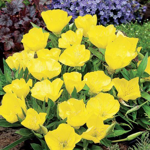 Wiesiołek na zdrowie i urodę.