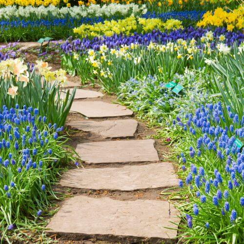 Pierwsze wiosenne kwiaty w ogrodzie