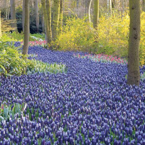 krokusy wiosenne kwiaty