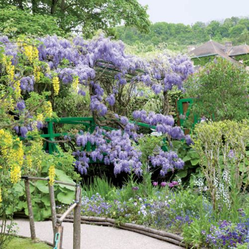 Wisteria i złotokap. Ogród Moneta w Giverny