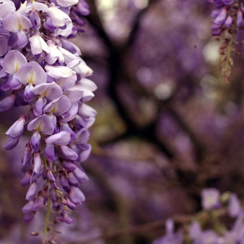 Wisteria, glicynia - przepięknie kwitnące pnącze