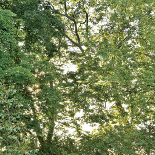 Wokół domu pełno jest urokliwych zakątków.