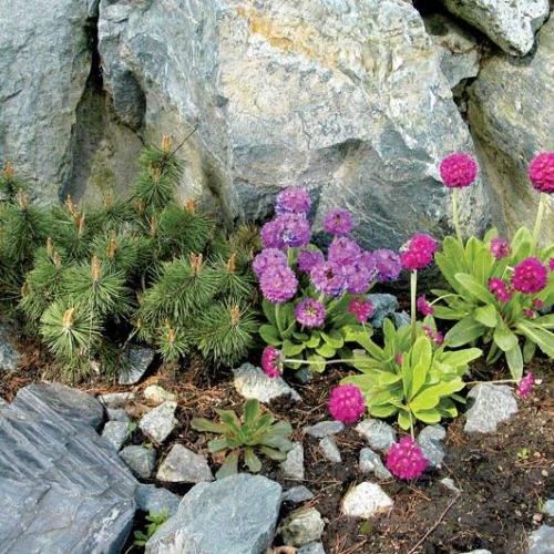 Wystarczy kilka kęp stokrotek, by ogród nabrał kolorów.