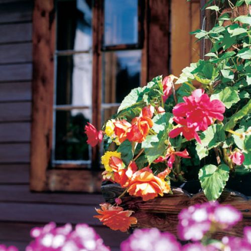 Wzdłuż domu wystawia skrzynki z begoniami, niektóre kwiaty mają już po 30 lat i cebulki są wielkie jak pięść.