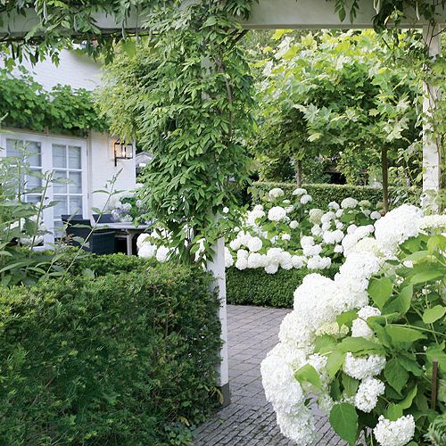 Wzdłuż ścieżki usadowiły się hortensje Anabelle