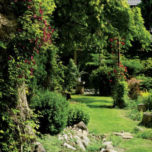 Z bujną zielenią kontrastują purpurowe kwiaty klematisu i pnącej róży.