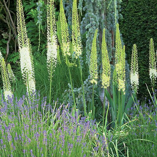 Z prowadzonego pod linijkę ogród staje się dziki, nieokiełznany.