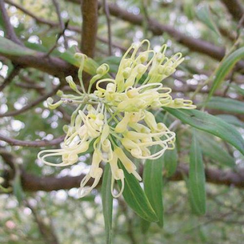 Z tych kwiatów wkrótce powstaną oliwki