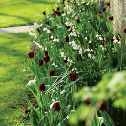 Zapraszamy kwiaty do ogrodu