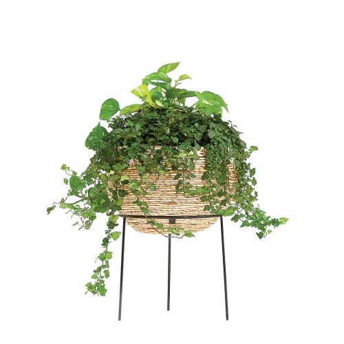 Jak urządzić wnętrze w stylu jungalow: 5 najważniejszych zasad