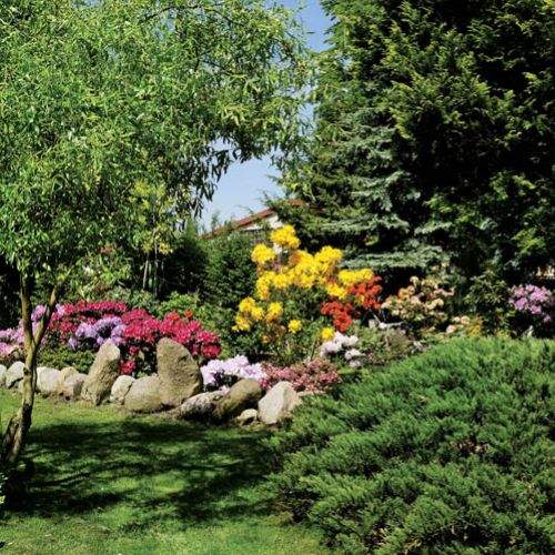 Zielen drzew i krzewow to doskonałe tlo dla rożnokolorowych azalii i różaneczników.