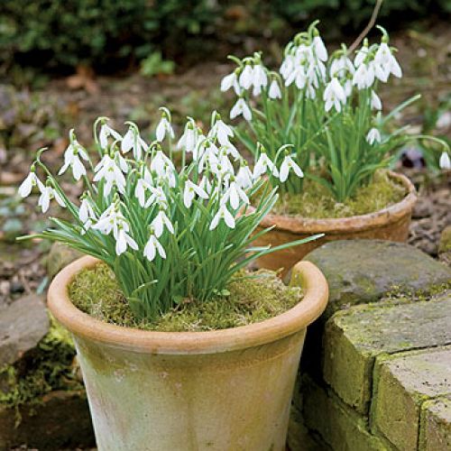 Znajduje się na tyłach posiadłości. Dopiero stąd ukorzenione rosli trafiają do właściwego ogrodu.