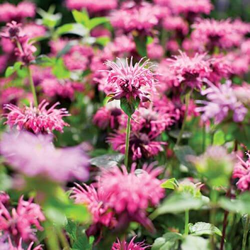 Pysznogłówka w ogrodzie