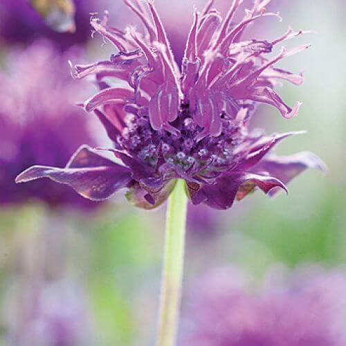 Pysznogłówka kiedy kwitnie