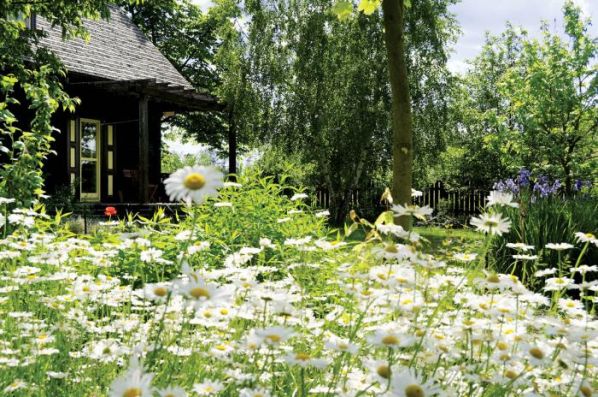 Margerytki i irysy. Czym pachnie lato