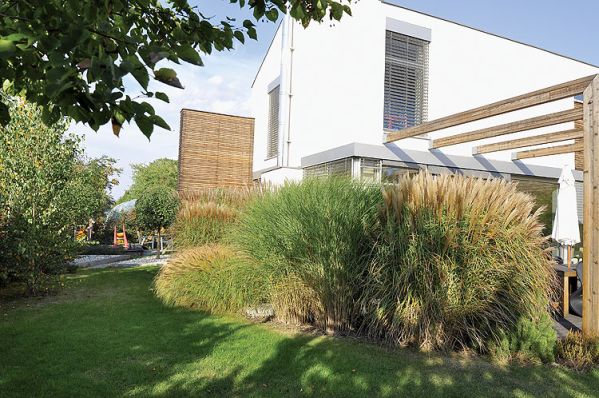 Przyroda sama zdecydowała, co ma tu rosnąć. Ewa posadziła drzewa, ale wszystkie uschły. Trawy za to przyjęły się znakomicie.