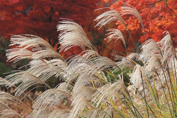 Trawy ogrodowe wysokie - odmiany i uprawa