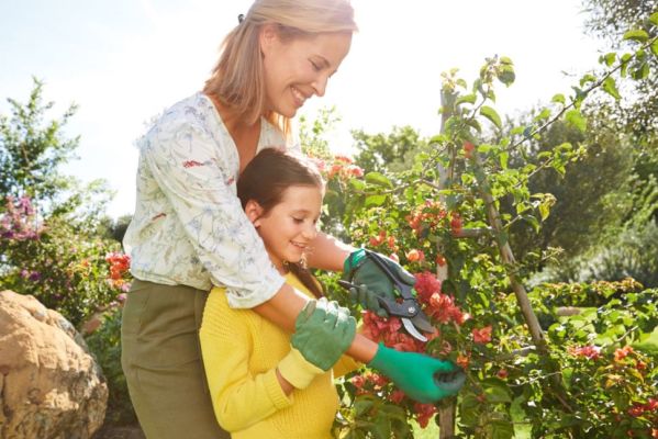 Jak i kiedy przycinać drzewa owocowe, krzewy, iglaki, tuje i róże
